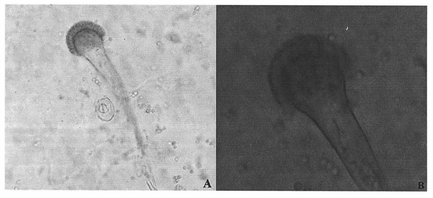 Aspergillus fumigatus and application thereof