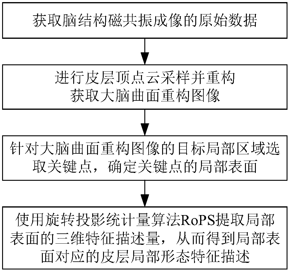 Method for describing local morphological features of brain based on cortex vertex cloud