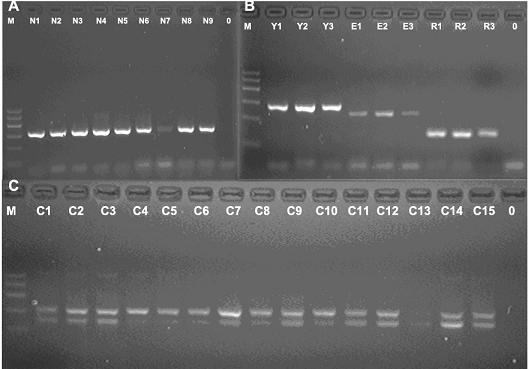 Multiplex-polymerase chain reaction (PCR) kit for rapidly detecting deer product and preparation method thereof