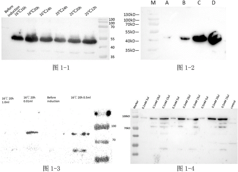 Recombinant escherichia coli for cell surface display PET lytic enzyme, construction and application