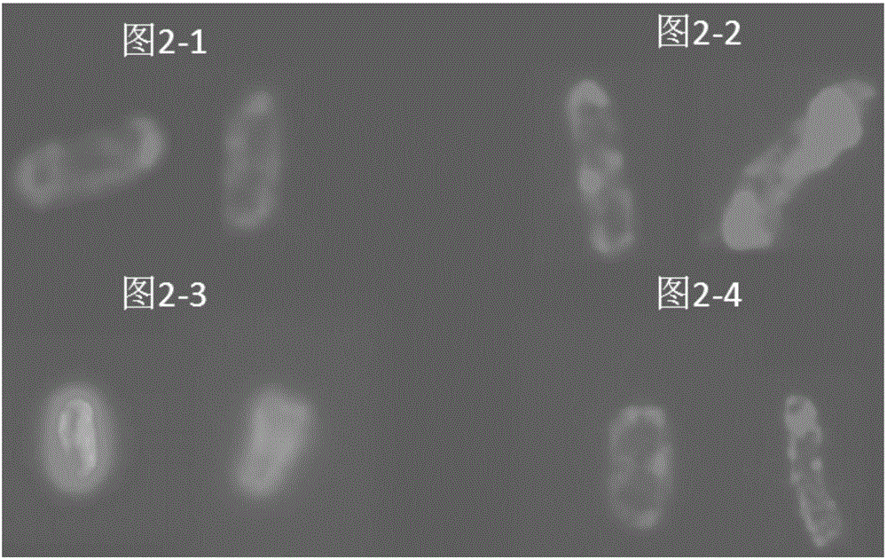 Recombinant escherichia coli for cell surface display PET lytic enzyme, construction and application