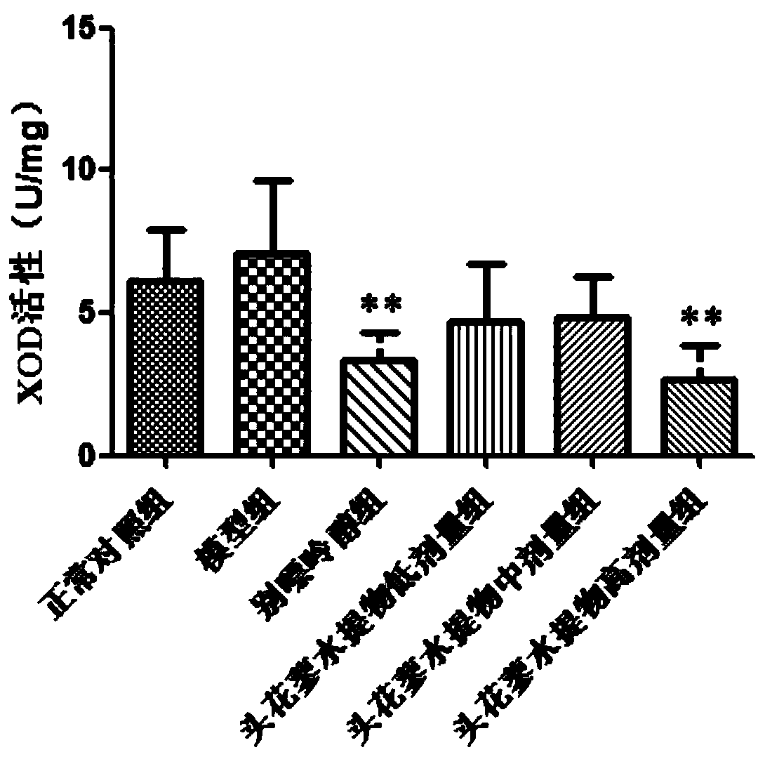 Application of polygonum capitatum in regulation of uric acid