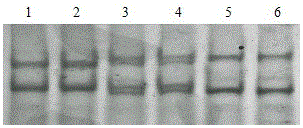 Method for improving quality of chicken semen, primers, kit and method of use thereof