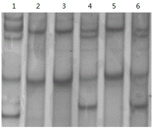 Method for improving quality of chicken semen, primers, kit and method of use thereof