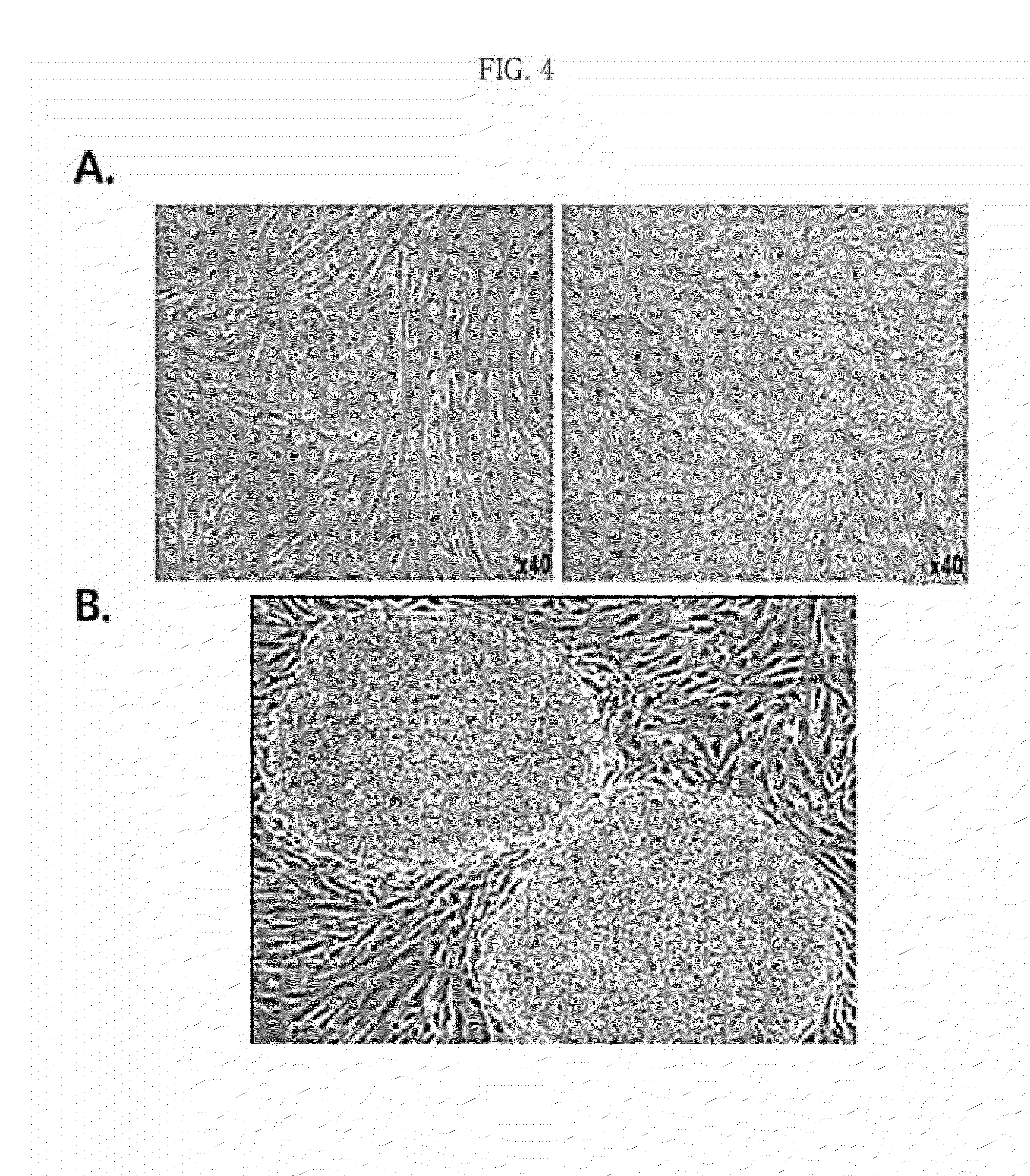 Method for inducing pluripotent stem cells and pluripotent stem cells prepared by said method