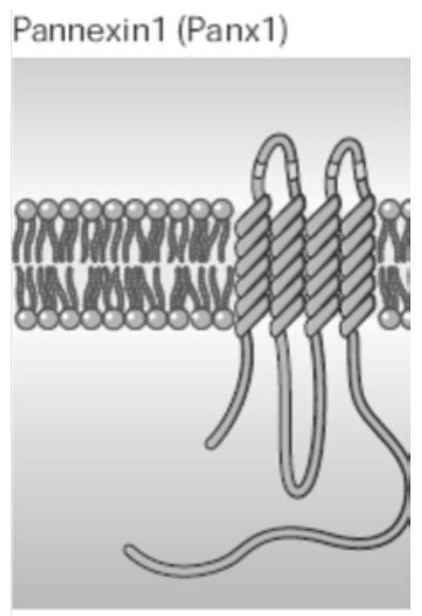 A Bulk Hemichannel Functional Level Detection Method Based on Fluorescent Dye Uptake