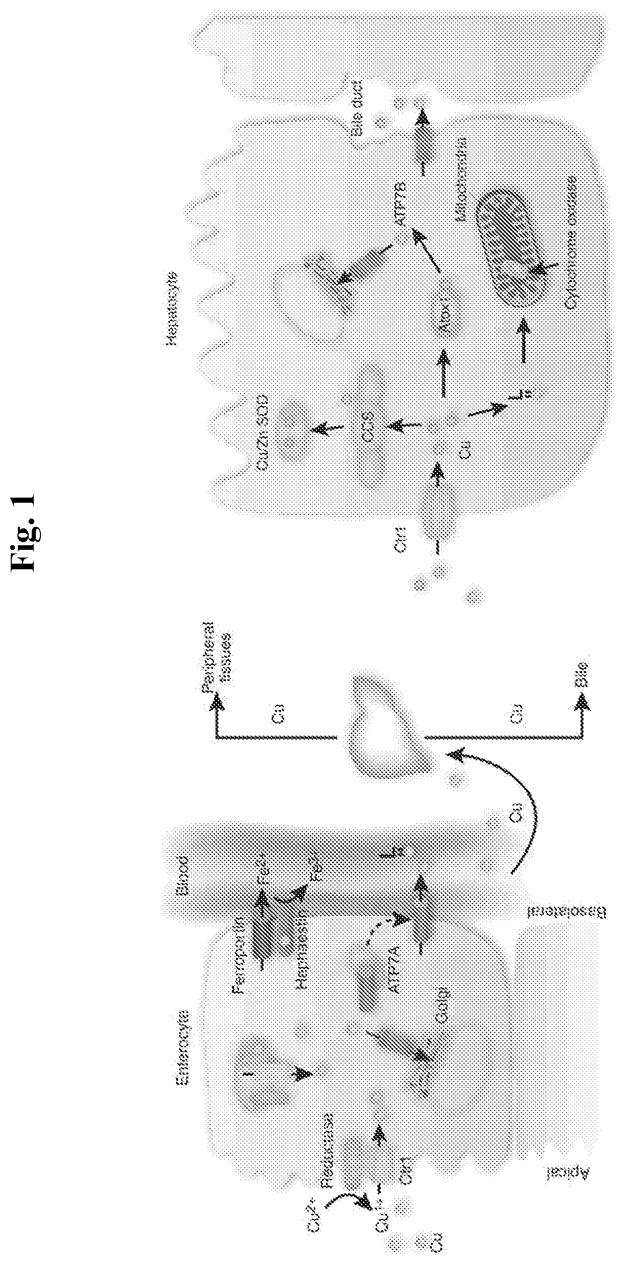 Restoration of transmembrane copper transport