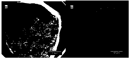 Preparation method of porous bi-phase calcium phosphate/calcium sulfate composite scaffold for bone tissue engineering