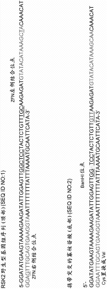 Genome editing using targeting endonucleases and single-stranded nucleic acids