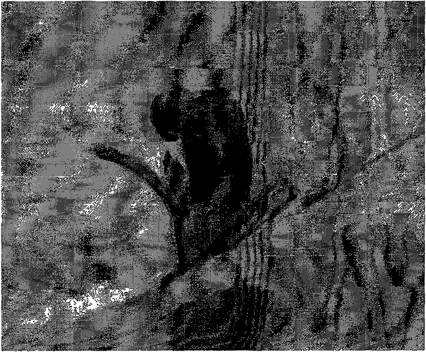 Snow lotus polyploid inducing process