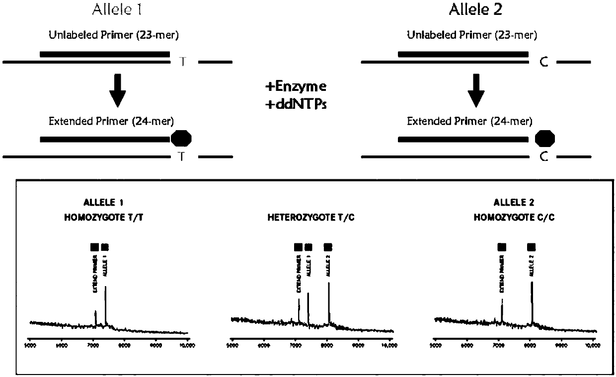 Medication guidance and gene detection kit for antihypertensive drug irbesartan