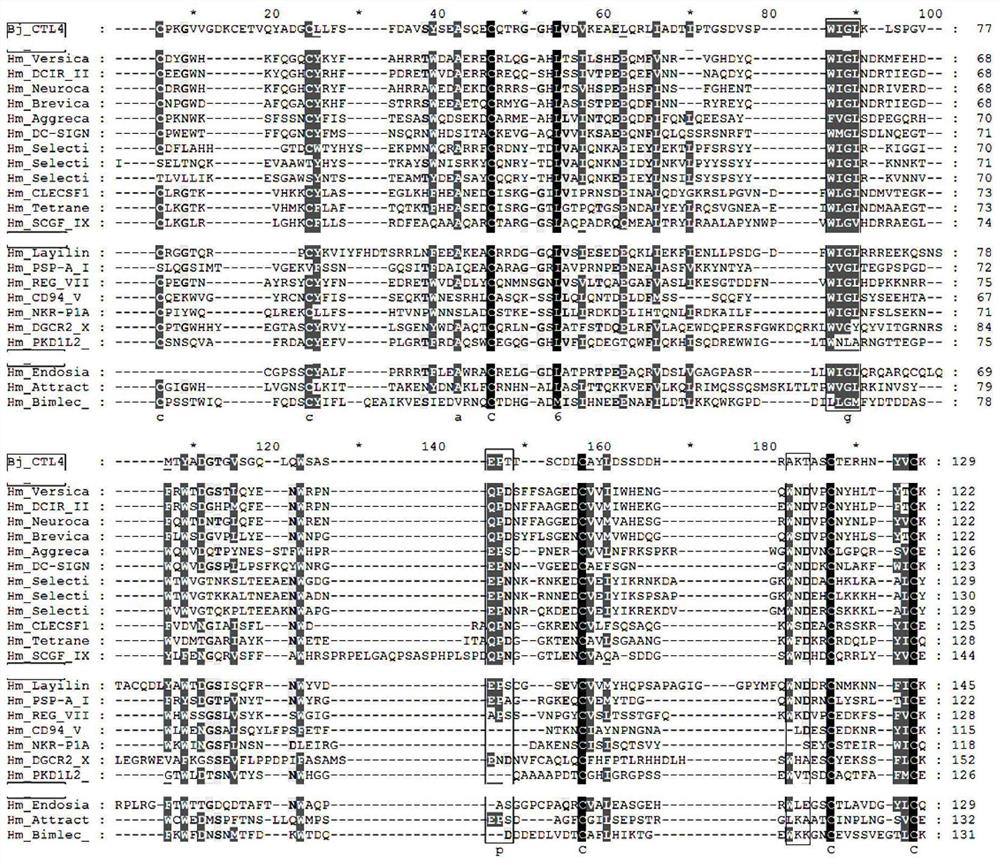 Amphioxus c-type lectin bjctl4 gene and its application