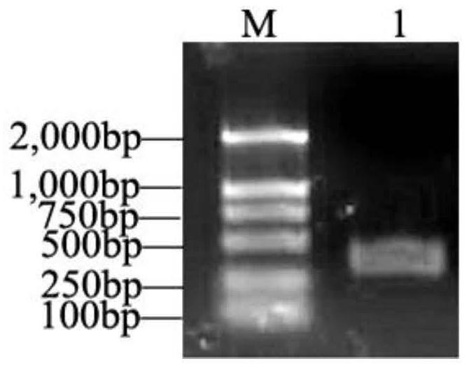 Amphioxus c-type lectin bjctl4 gene and its application