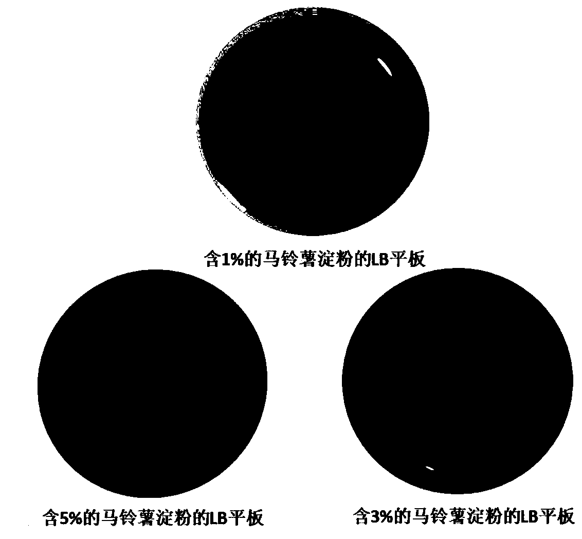 Method for high-flux flat plate primary screening of strains with high 4GT (4-Alpha-Glycosyltransferase) activity