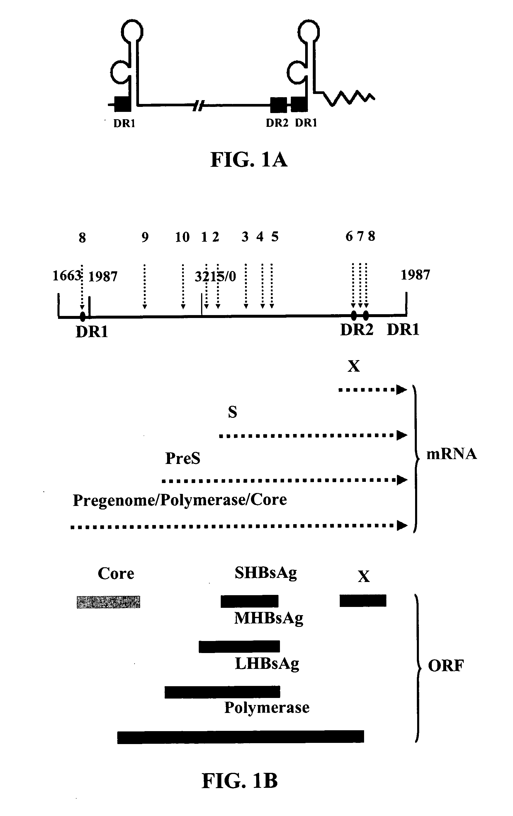 Inhibition of hepatitis B virus (HBV) replication by RNA interference