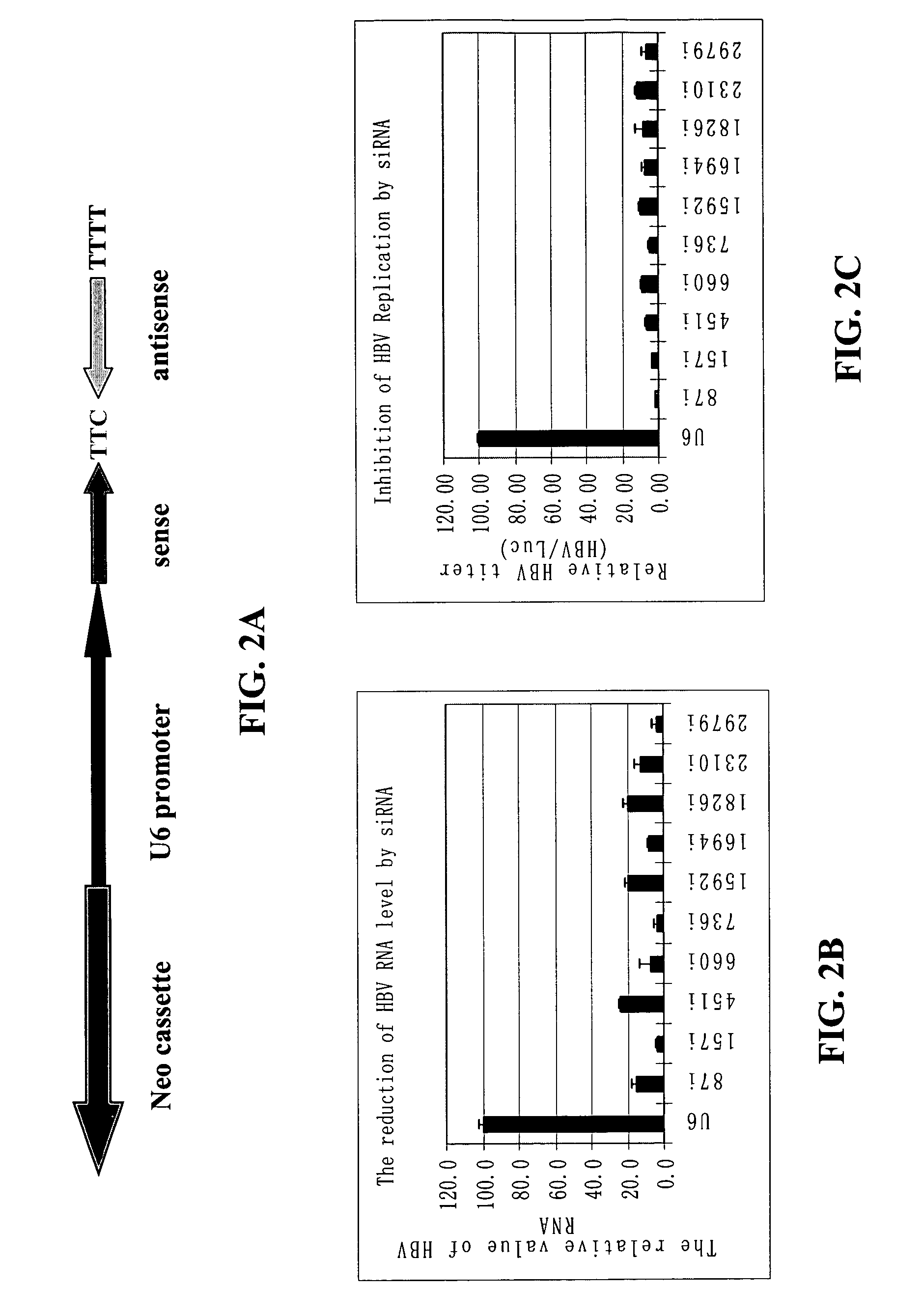 Inhibition of hepatitis B virus (HBV) replication by RNA interference