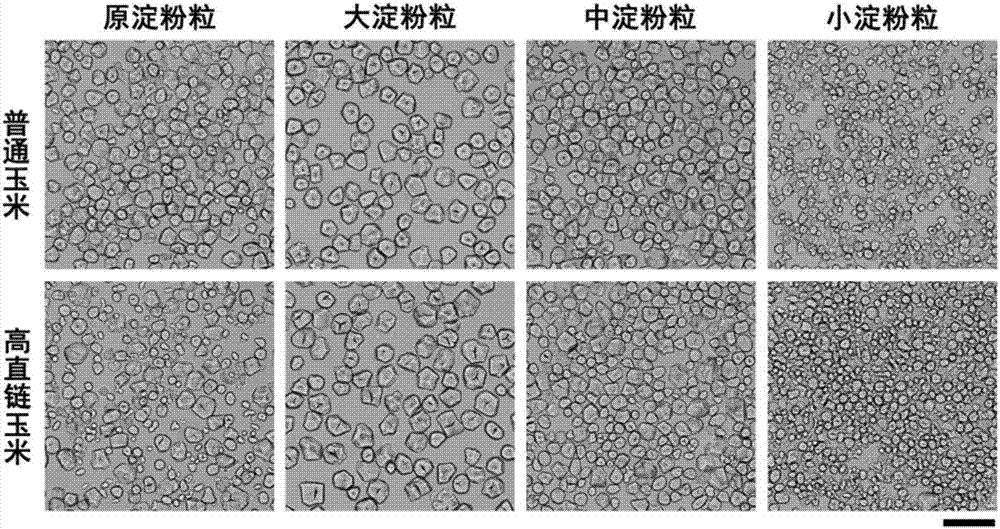 A kind of purification method of cornstarch 3 grade granules