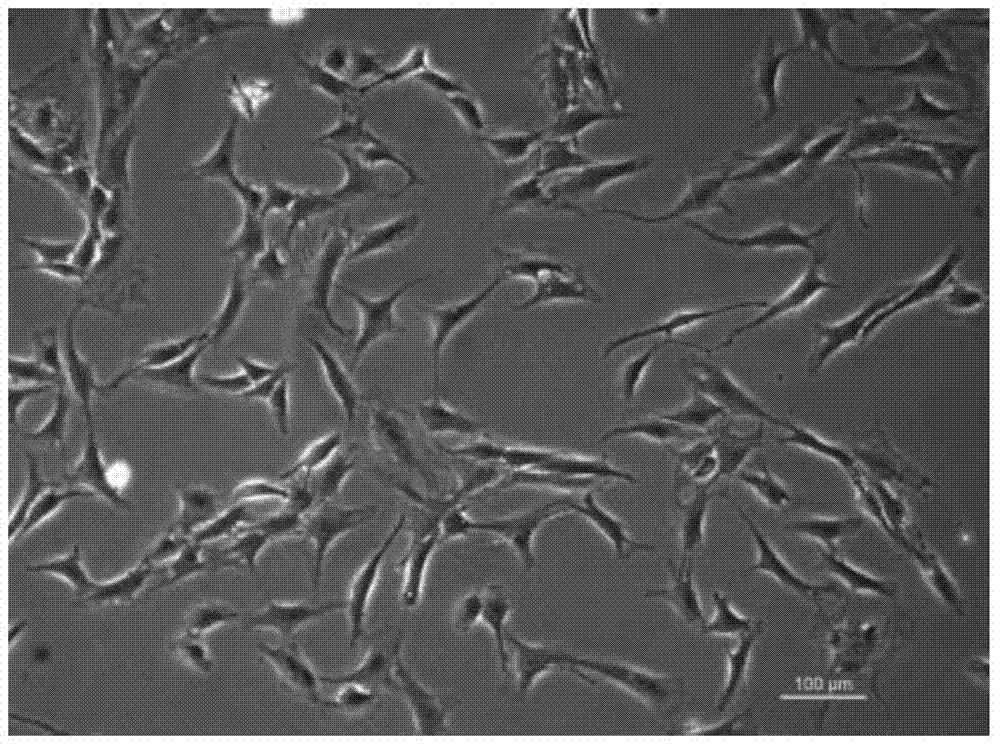 In-vitro cartilage cell culturing method