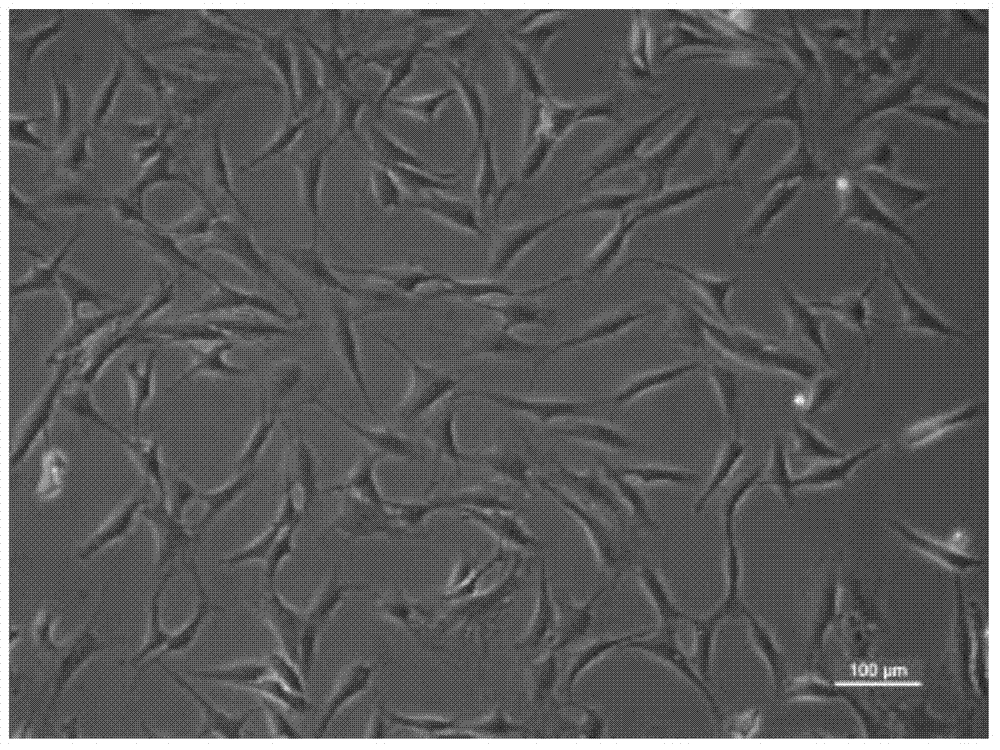 In-vitro cartilage cell culturing method