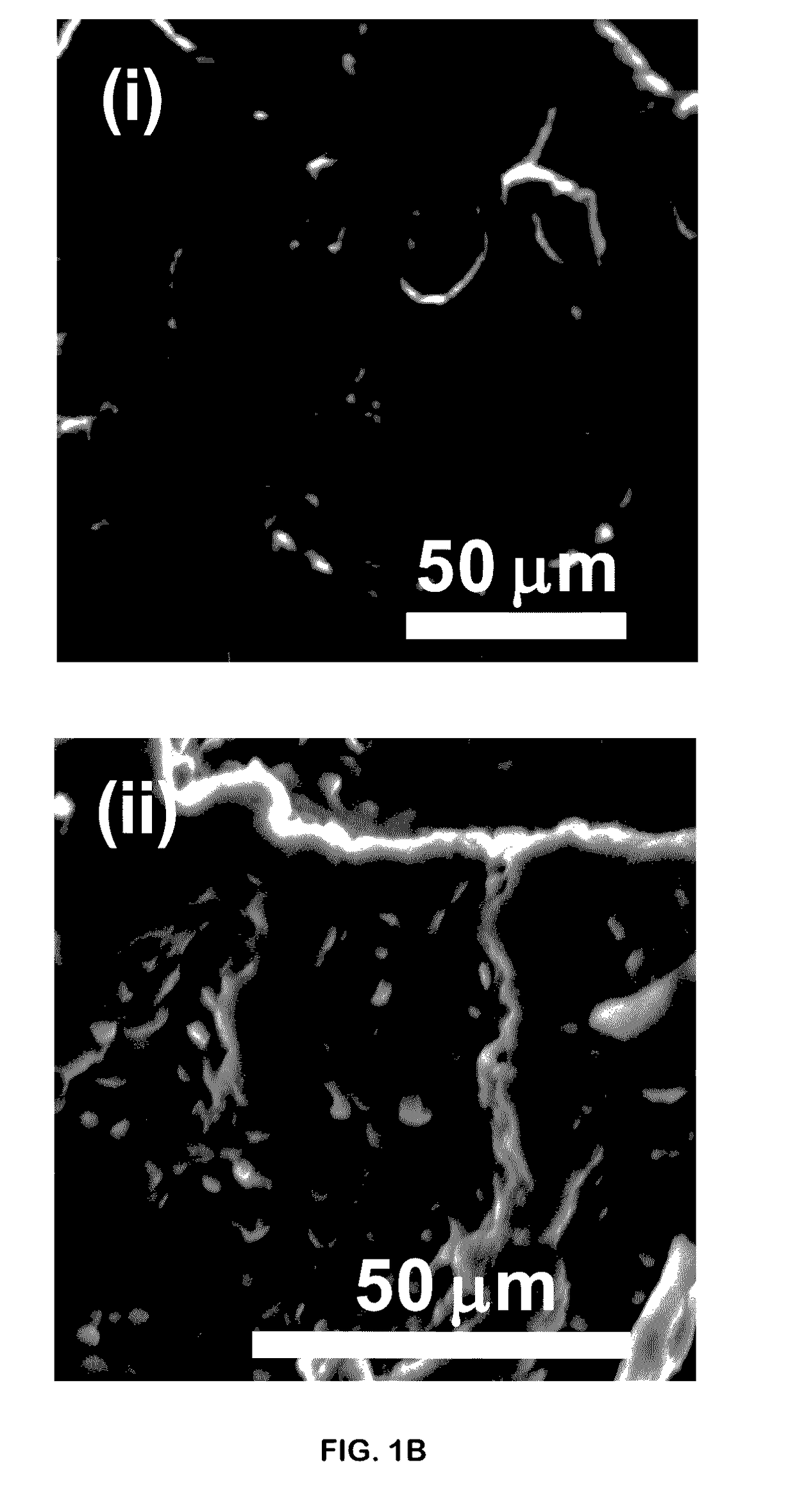 Porous Polymer Scaffold Useful for Tissue Engineering in Stem Cell Transplantation