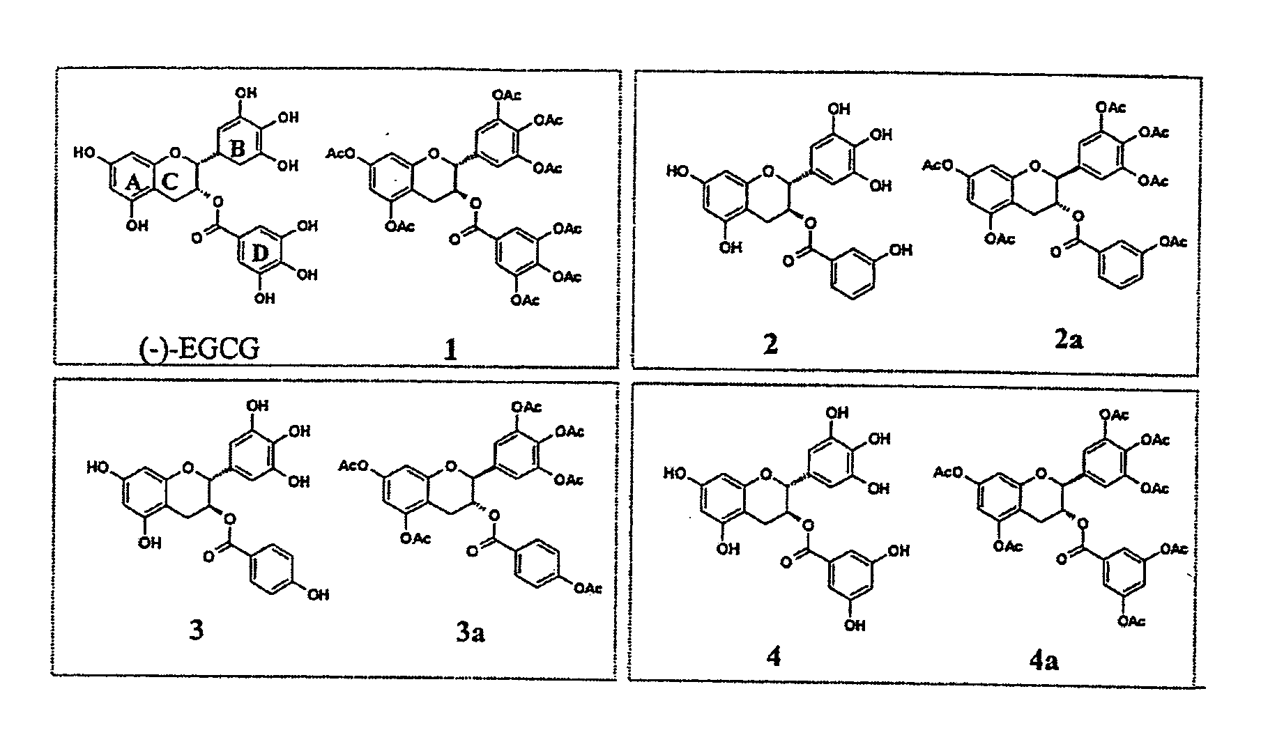 (-)-Epigallocatechin gallate derivatives for inhibiting proteasome