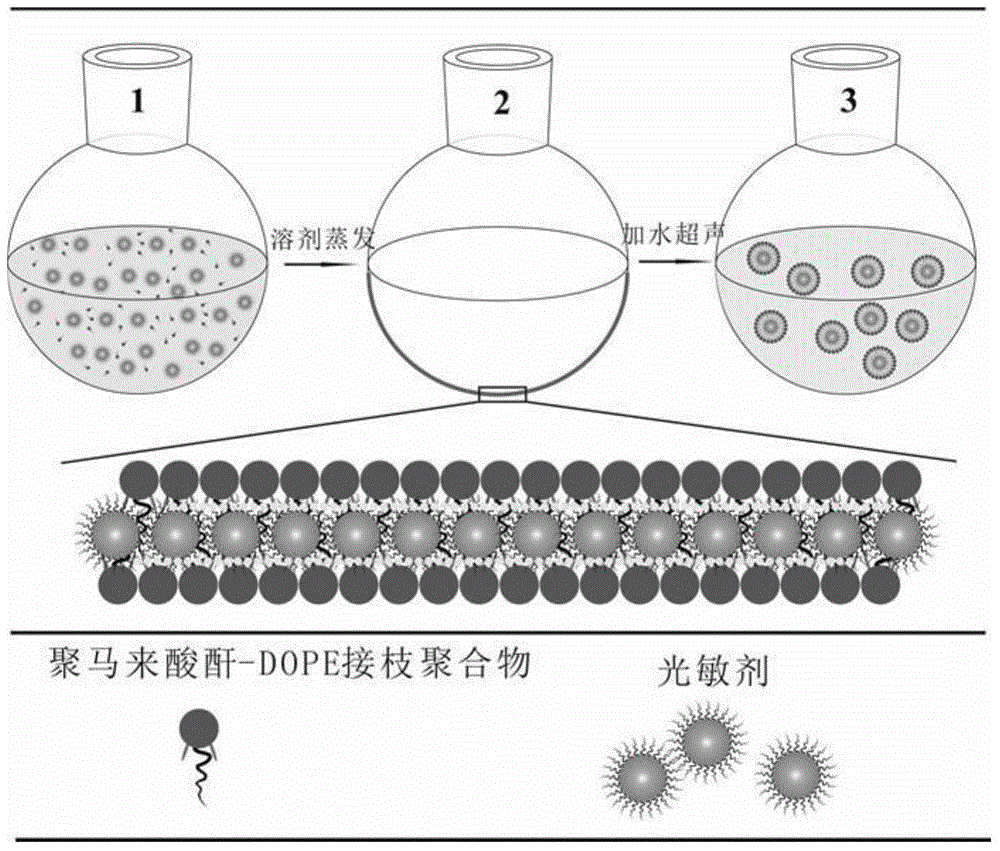 Preparation method of polymaleic anhydride-phosphatidyl ethanolamine graft polymer nano-photosensitive carrier