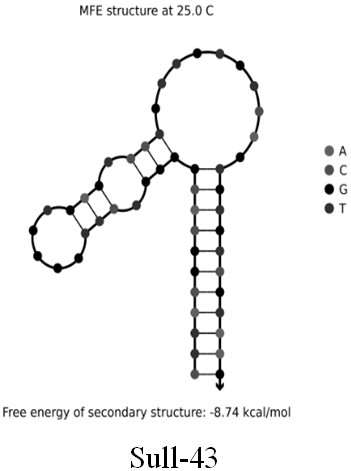 Screening and application of group of sulfonamide antibiotic broad-spectrum specific nucleic acid aptamers