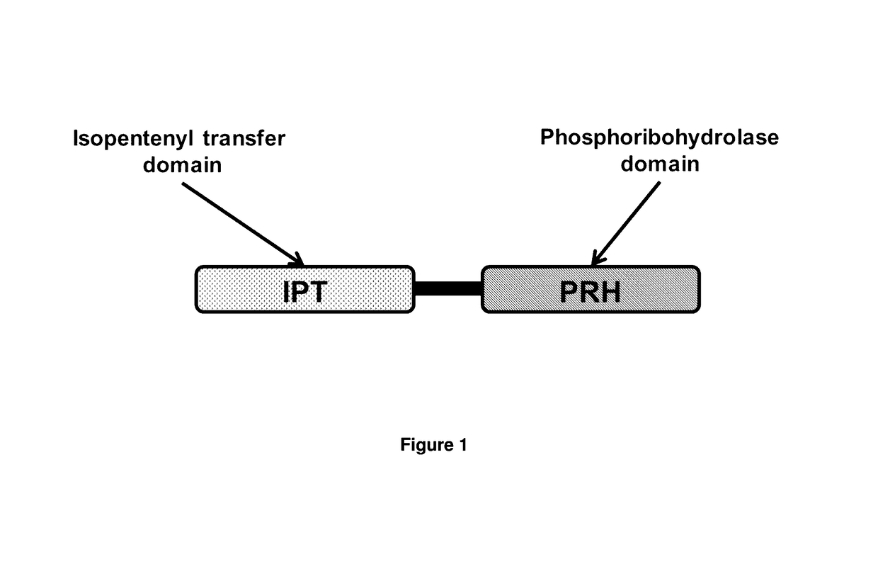 Cytokinin synthase enzymes, constructs, and related methods