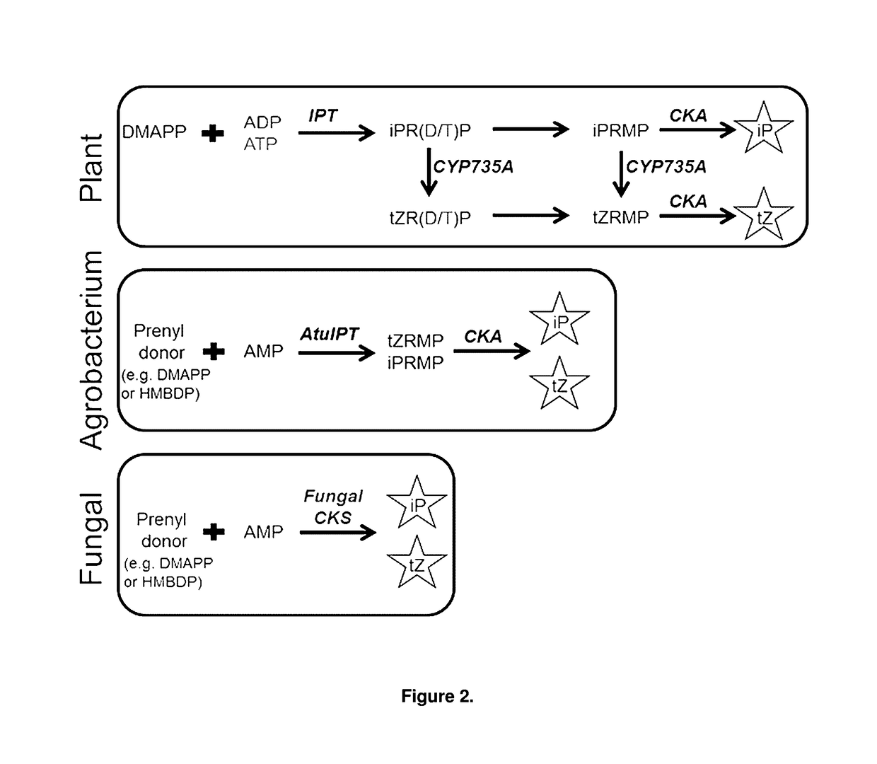 Cytokinin synthase enzymes, constructs, and related methods