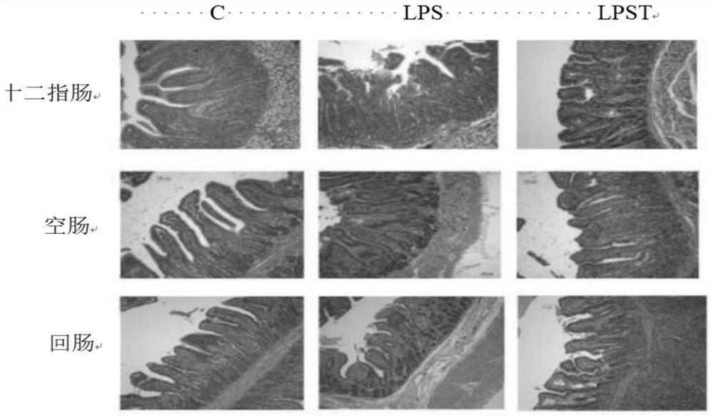 Feed additive for preventing intestinal barrier injury of piglets as well as preparation method and application of feed additive