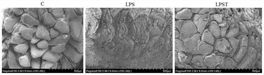 Feed additive for preventing intestinal barrier injury of piglets as well as preparation method and application of feed additive