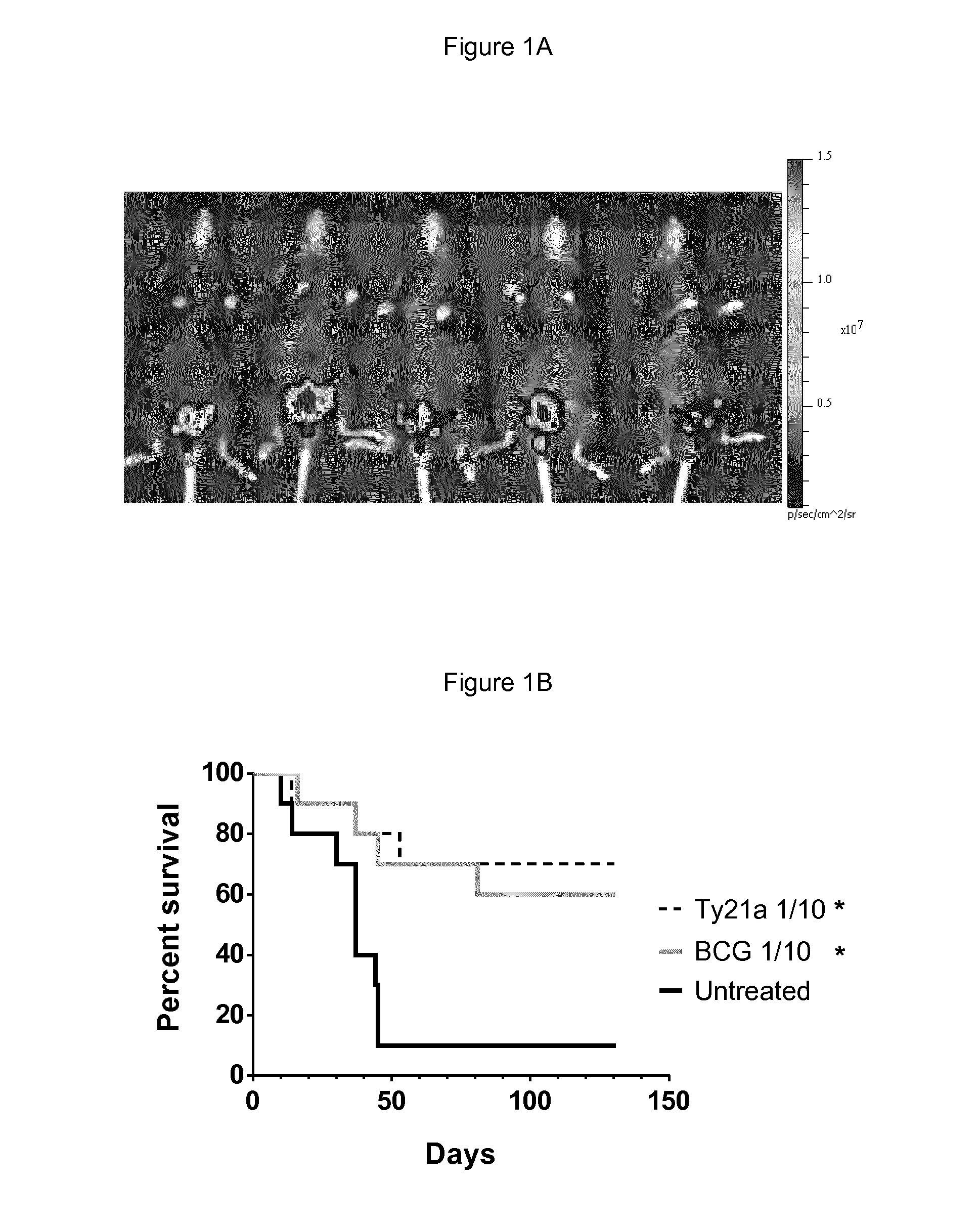 Salmonella strains for use in the treatment and/or prevention of cancer