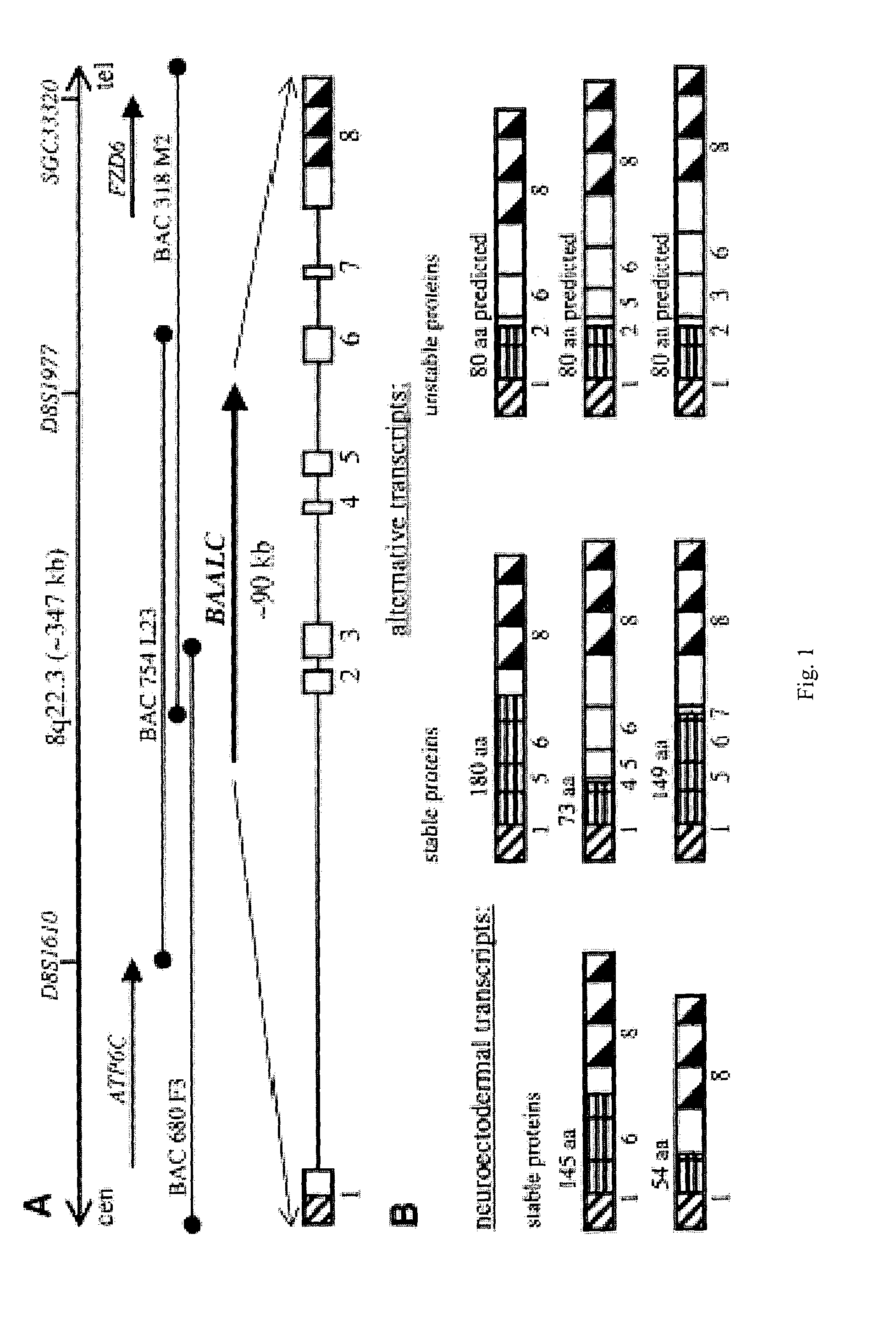 BAALC expression as a diagnostic marker for acute leukemia