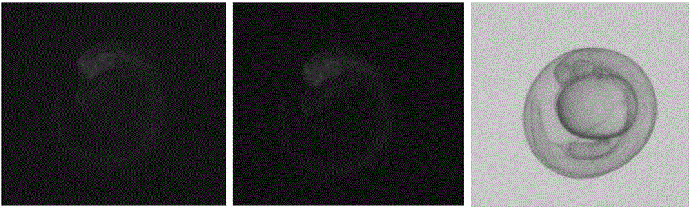 Method for knocking down fish gene expression based on heat induced miR30-ShRNA