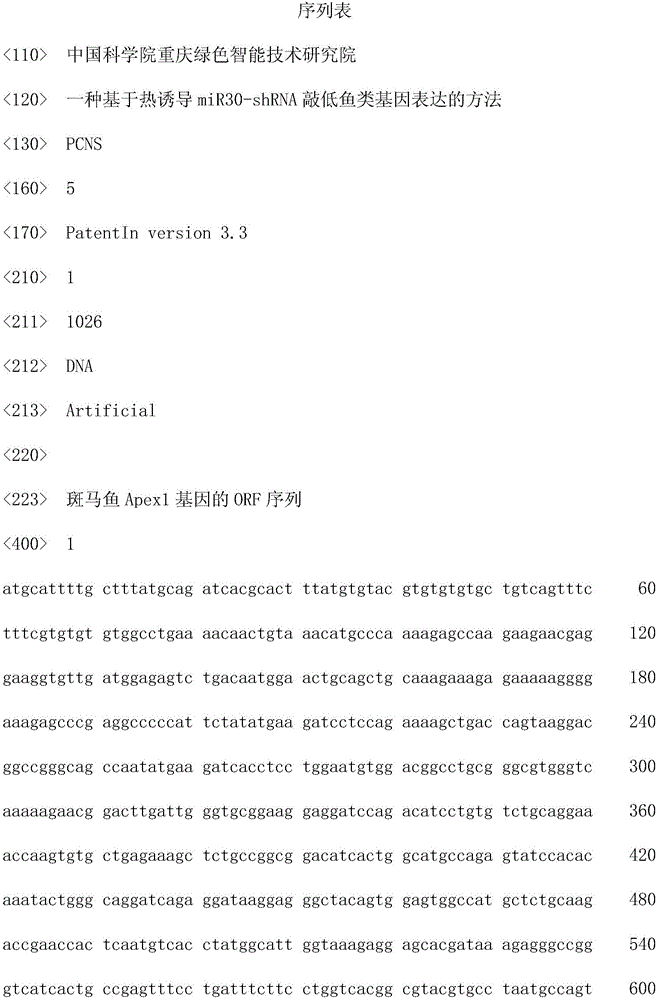 Method for knocking down fish gene expression based on heat induced miR30-ShRNA