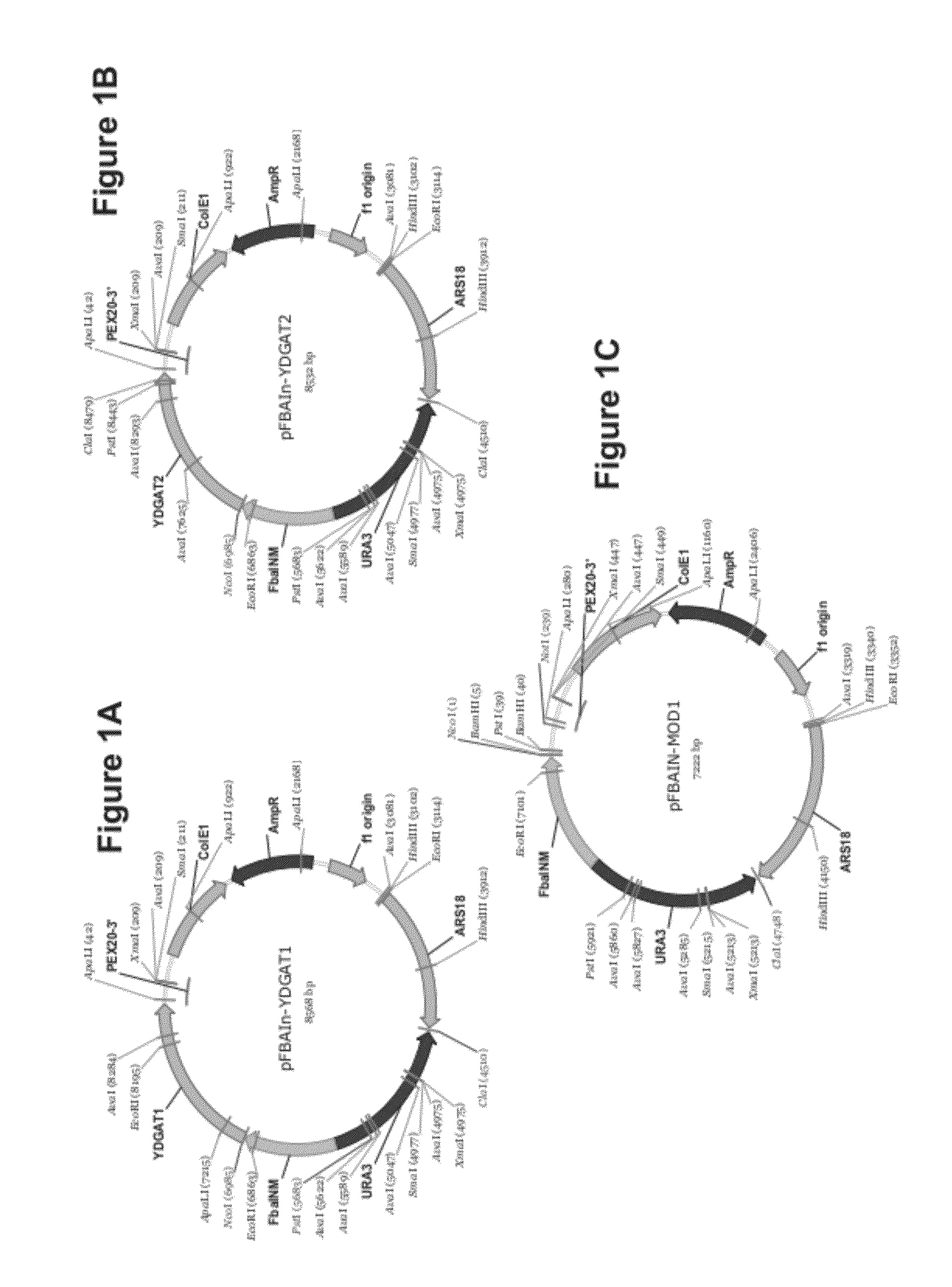 Dgat genes from yarrowia lipolytica for increased seed storage lipid production and altered fatty acid profiles in soybean