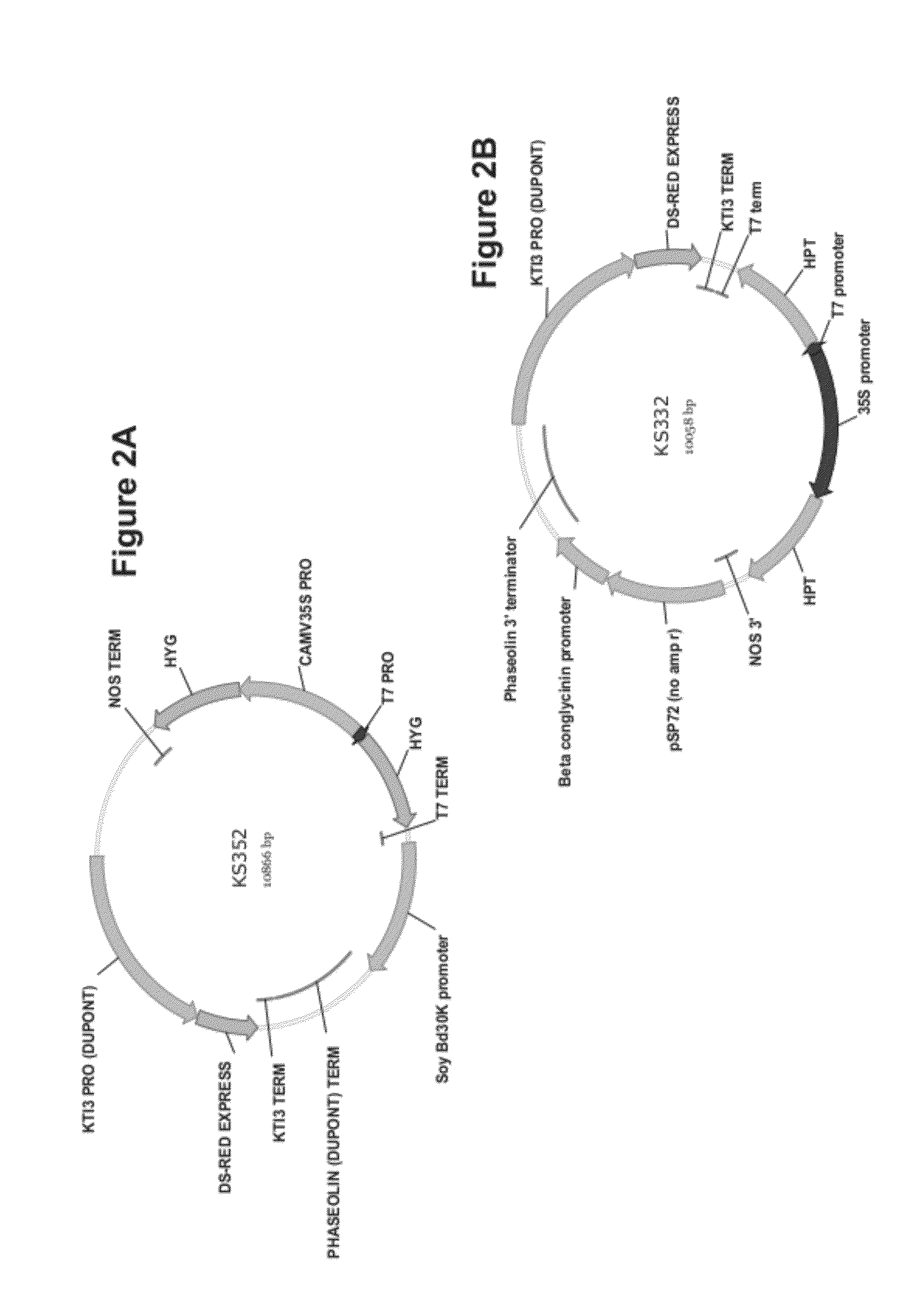 Dgat genes from yarrowia lipolytica for increased seed storage lipid production and altered fatty acid profiles in soybean