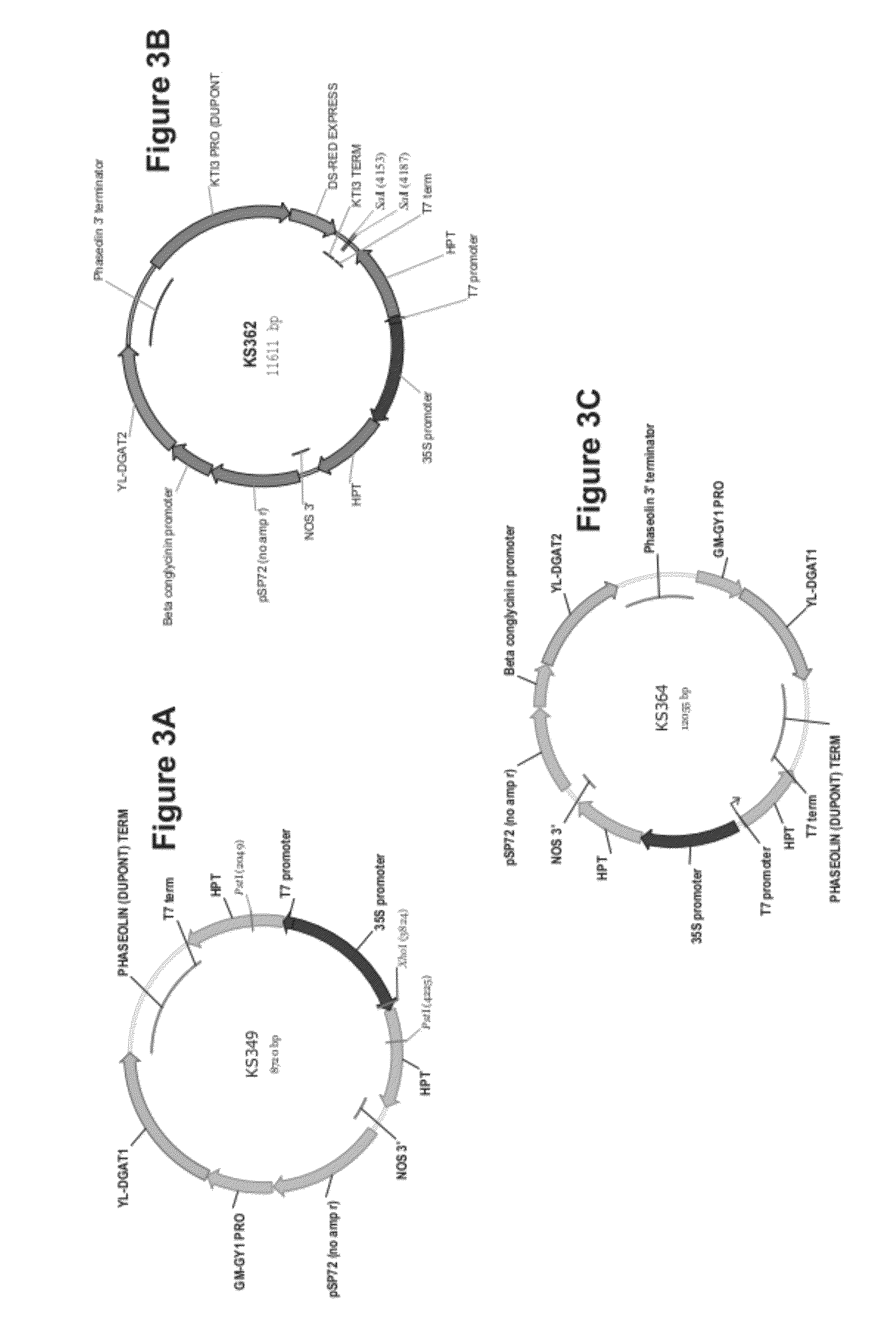 Dgat genes from yarrowia lipolytica for increased seed storage lipid production and altered fatty acid profiles in soybean