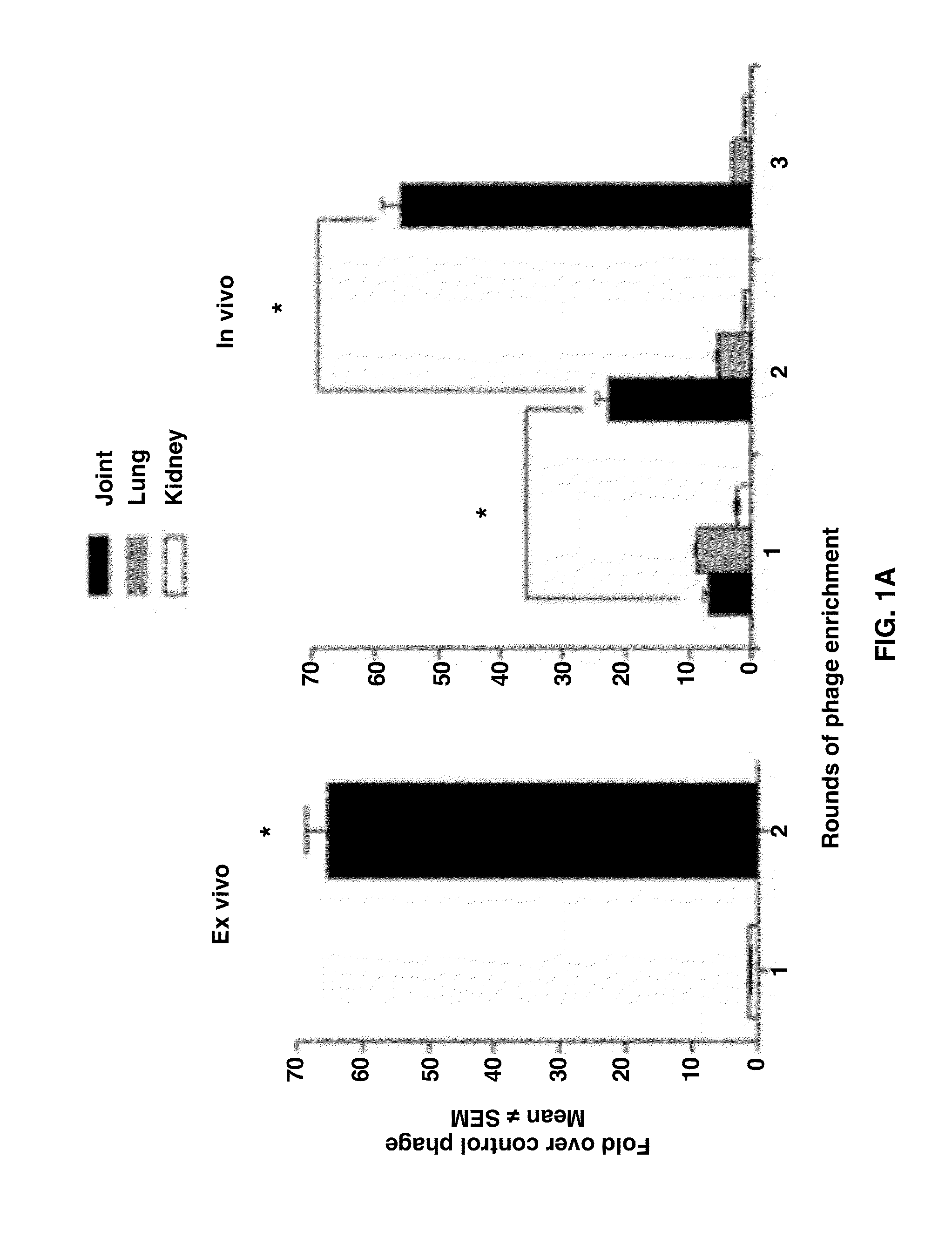 Joint-homing peptides and uses thereof