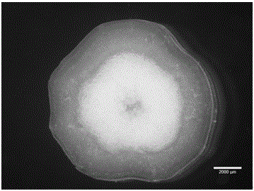 Frozen section method for plant tissues and organs