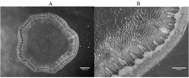 Frozen section method for plant tissues and organs