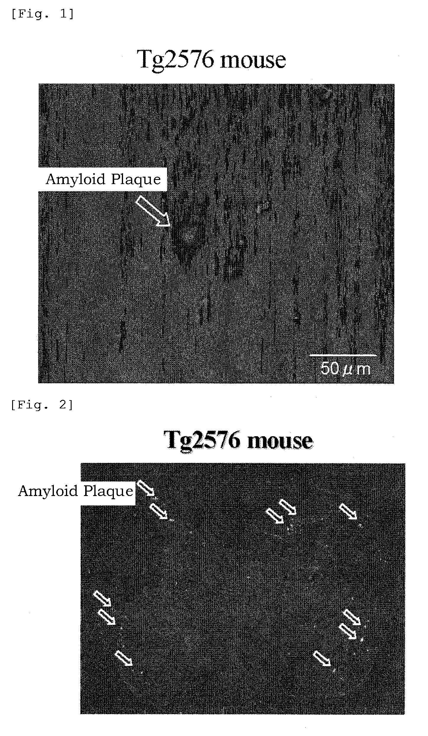 Benzoxazole derivatives