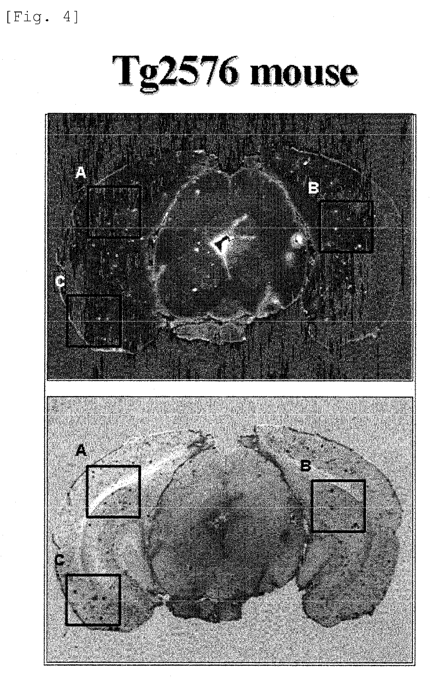 Benzoxazole derivatives