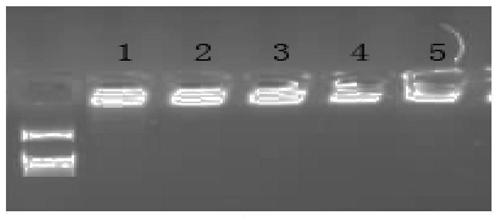 Preparation method and applications of rice bran polysaccharide iron