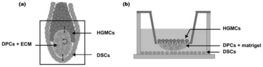 A kind of bionic three-dimensional dpcs independent co-cultivation system and its construction method