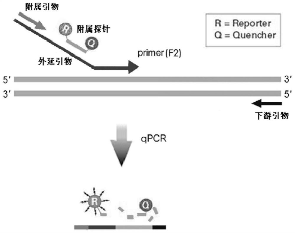 Epitaxial probe type qPCR detection method for SNV