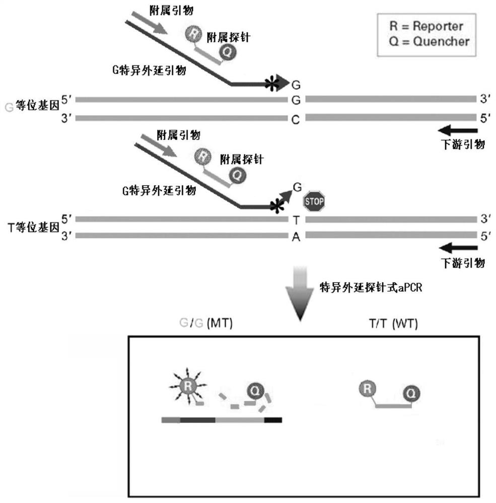 Epitaxial probe type qPCR detection method for SNV