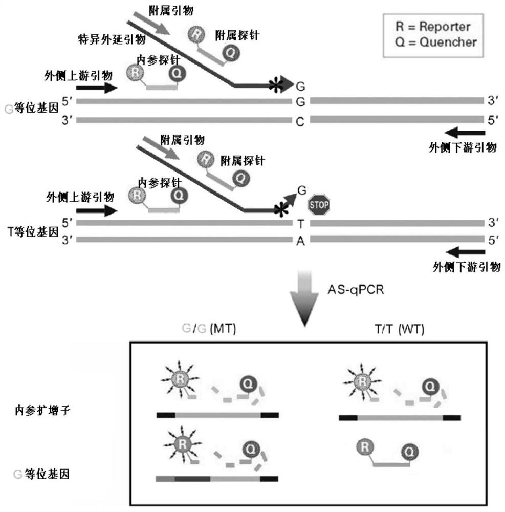 Epitaxial probe type qPCR detection method for SNV