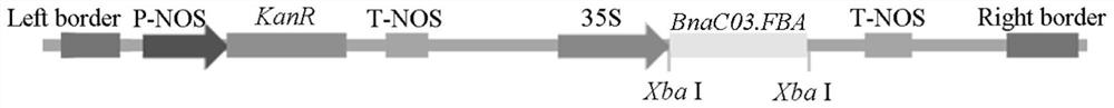 Cleistogamy character regulation gene BnaC03. FBA, floral organ specific expression promoter PFBA and application thereof