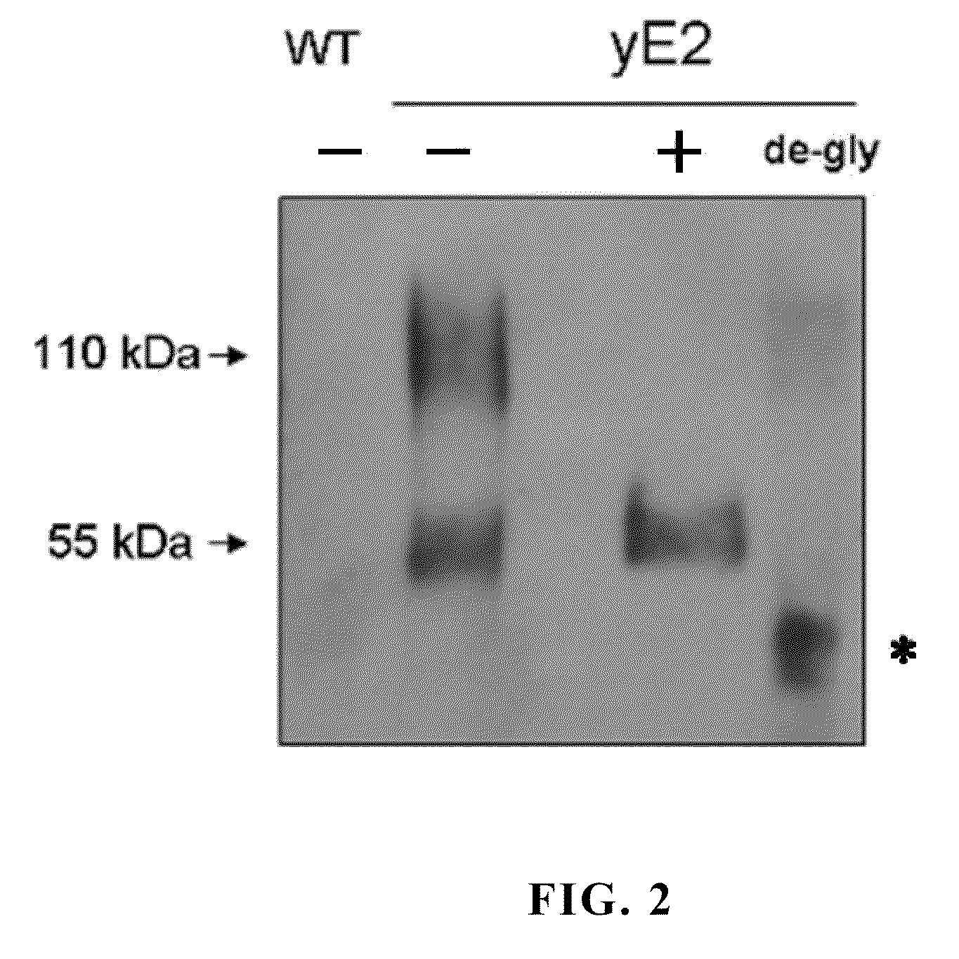 Yeast expressed classical swine fever virus glycoprotein e2 and use thereof